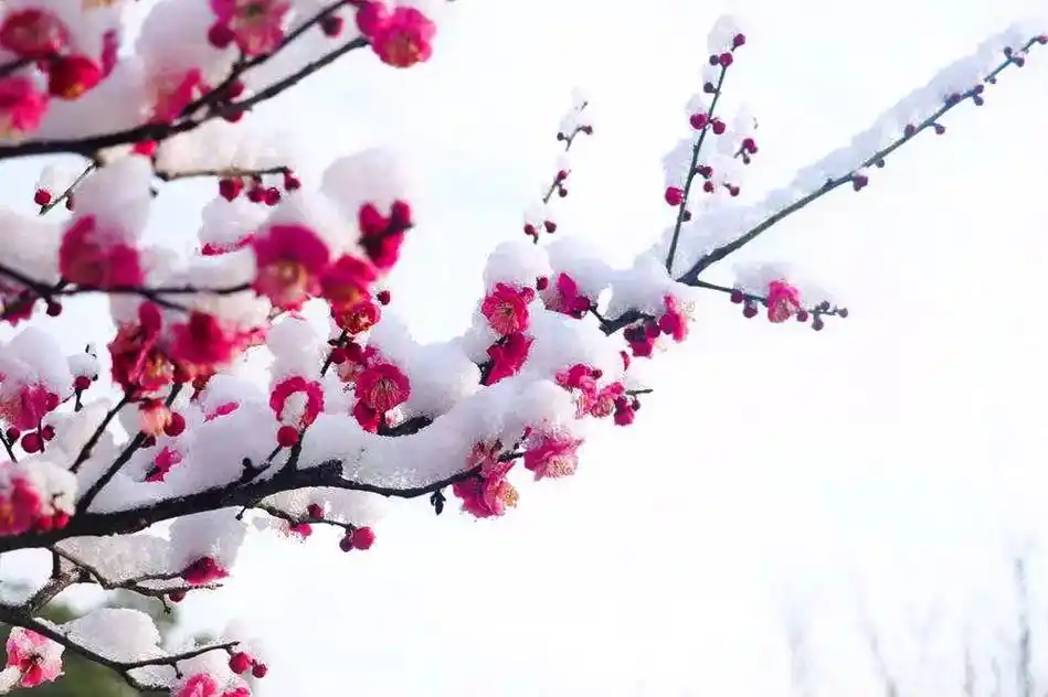 随手拍摄一组梅花 #梅花傲雪凌风绽放#花期已至美好如初 # - 抖音