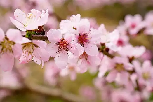 粉桃花图片_粉桃花图片大全_粉桃花图片素材