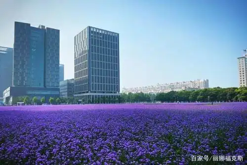 天津滨海新区泰达msd区域