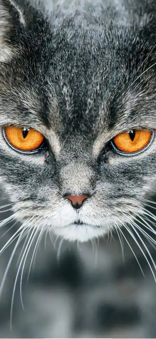 全面屏手机壁纸,锁屏,你多久没换手机屏保了呢?该换换壁纸咯.