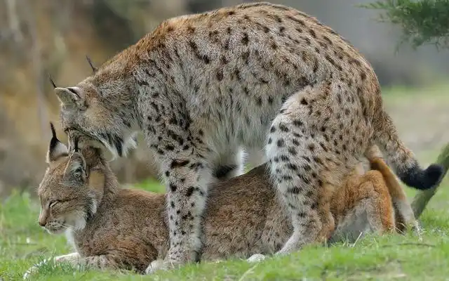 繁殖是动物本能那人类的繁殖行为是先天性的还是后天学习行为