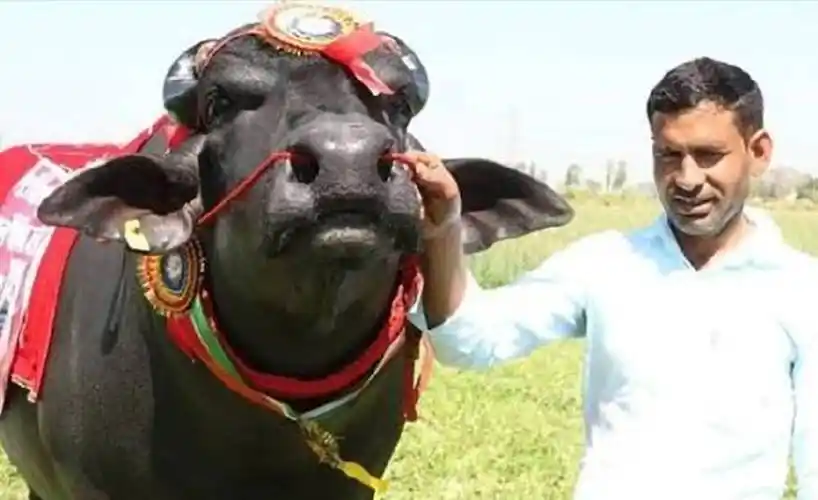 5年前,印度男子抛弃妻子,坚持与母牛结婚,如今生活样?