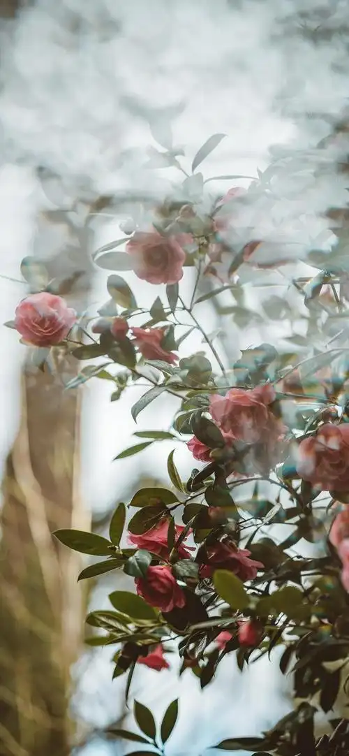 文艺清新的手机壁纸来了趋于完美是我们人生的意义