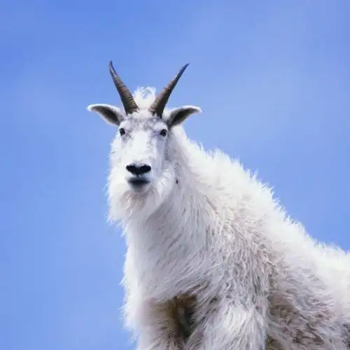 老山羊经典短视频