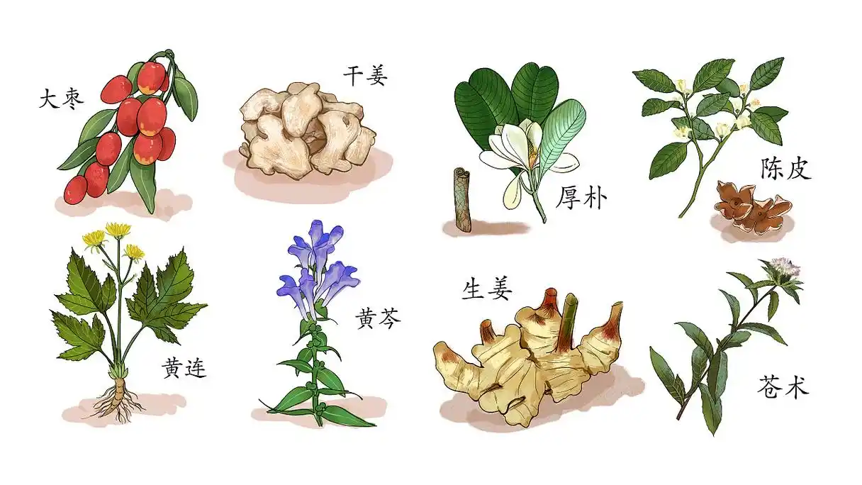 商业插画 — 中草药 植物插画 - 原创作品 - 站酷(zcool)