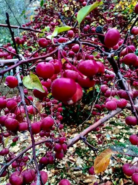 因为海棠果实中的维生素,有机酸和一些营养成分含量非常丰富,对一些