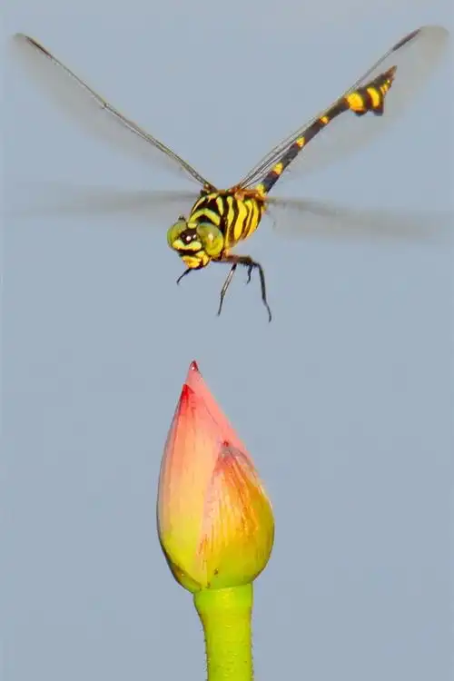 蜻蜓和莲花蕾 iphone 壁纸