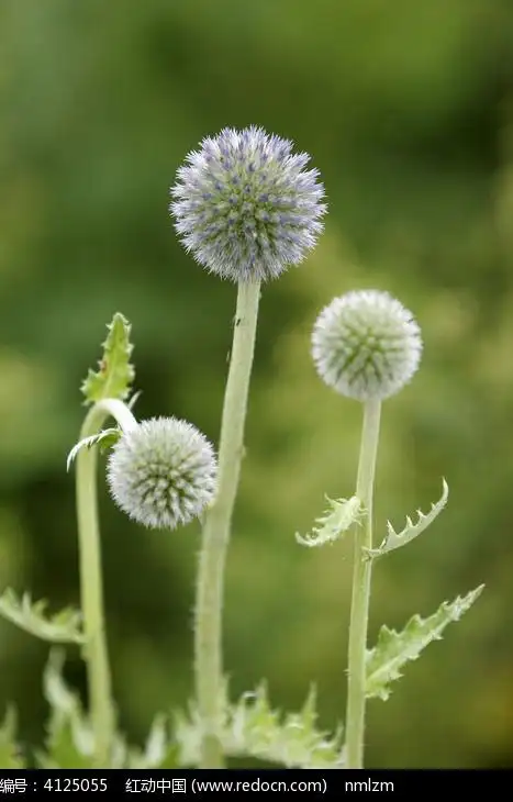大兴安岭蓝刺头