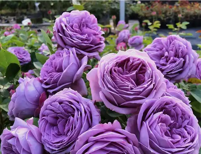 微蓝月季花苗有点蓝紫色多头丰花阳台庭院花卉盆栽易养活浓香四季 苗