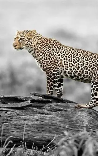 草原猛兽强大的豹子图片壁纸