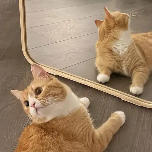 温哥华英短乳白混橘猫找新主人