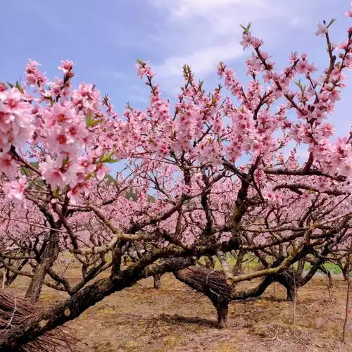桃花季