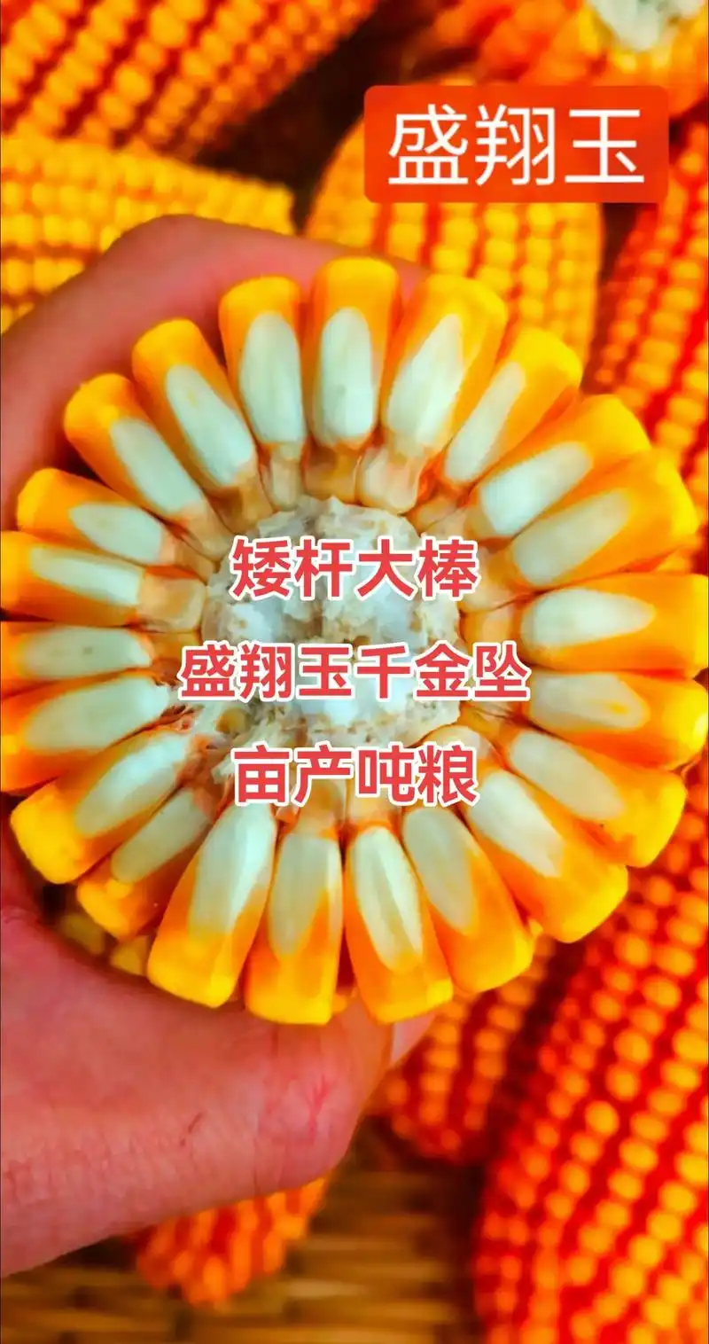矮杆#最新国审高产玉米种子 #矮杆大棒玉米种 #紫杆紫叶抗倒 - 抖音