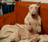 汪滴好痒,偶挠挠~~这是林永健家滴狗狗吧.