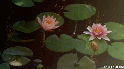 荷花绽放动态图