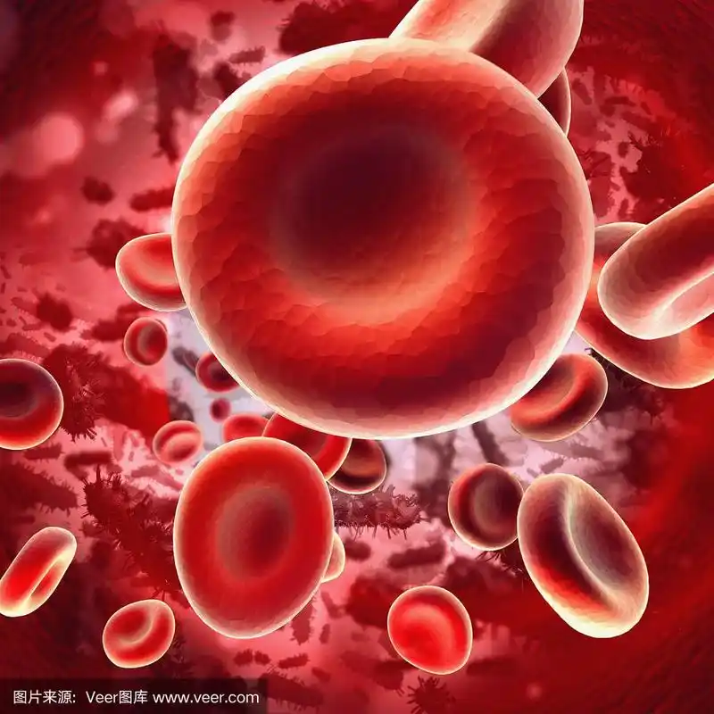 红细胞,血细胞,大规模的放大,形状,微生物学