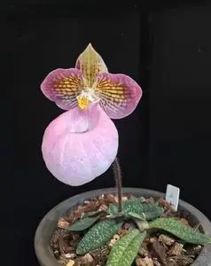 硬叶兜兰 玉女兜兰 拖鞋兰 微景观 生态雨林缸素材 造景趣味