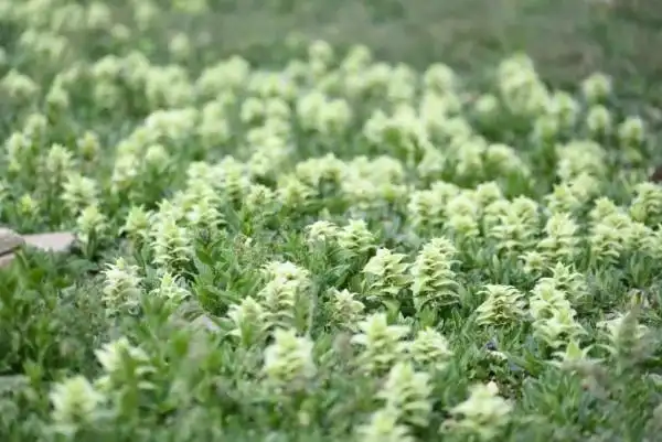 三江源国家公园植物系列九白苞筋骨草