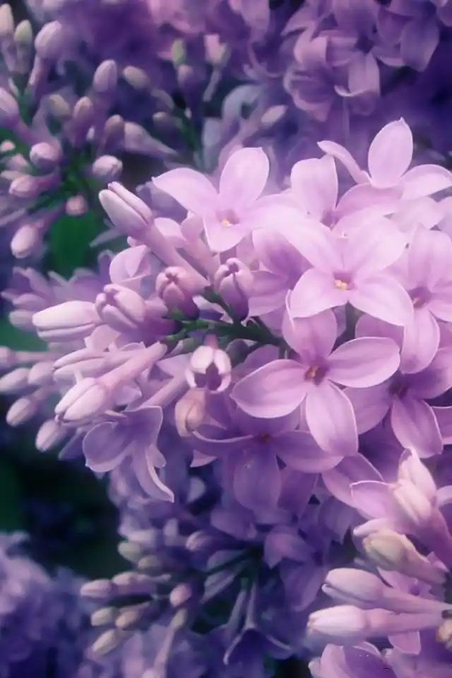 丁香的花语及寓意和象征