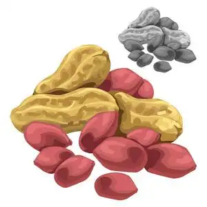 孤立的腰果腰果坚果壳和清除.孤立的矢量照片