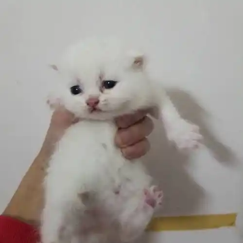 出售英短纯白幼崽