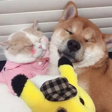 超甜可爱cp头像一左一右动物图片