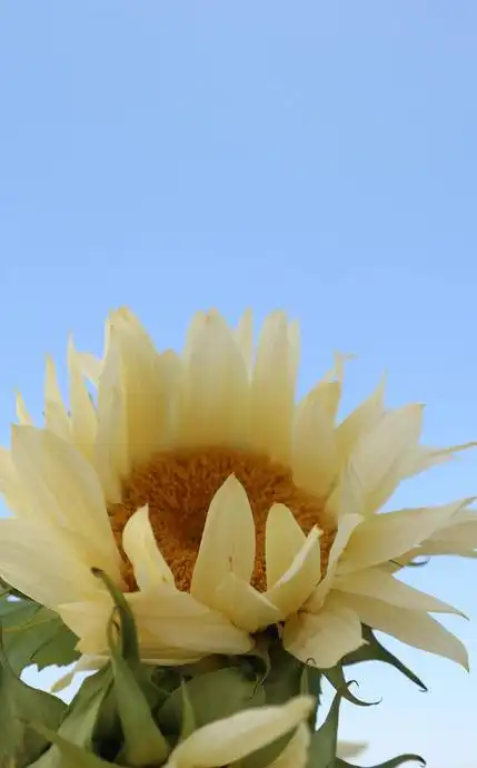 ins向日葵手机壁纸【唯美向日葵照片高清】