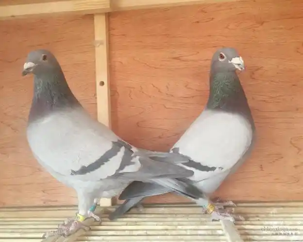 初九开配:鸽友给点意见(图)
