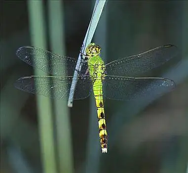 绿色,蜻蜓