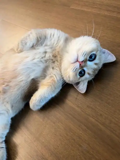 一条扭动的猫猫虫