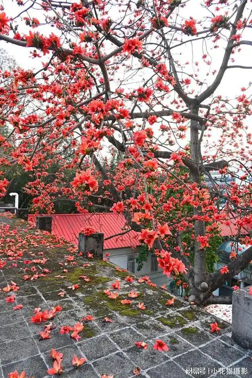 木棉花的春天