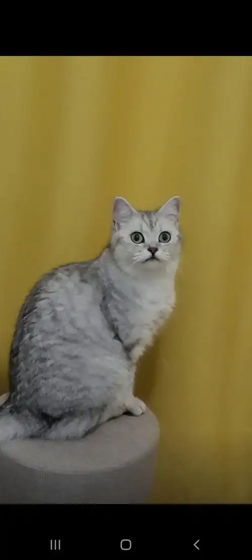 滨江银渐层母猫找男朋友猫