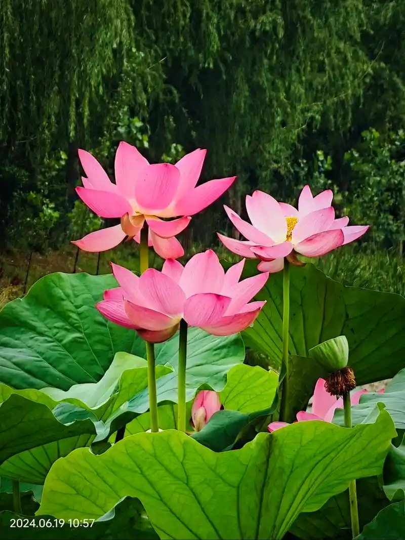 本周六(6月15日)骑行掘地坪赏荷花.全程35公里,集合时间