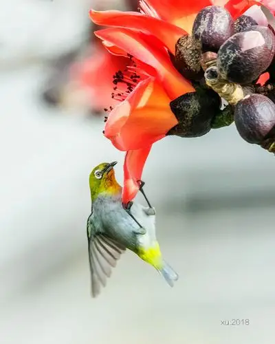 木棉花与绣眼鸟