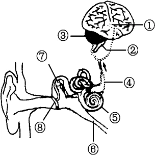 如图是缩手反射的模式图.