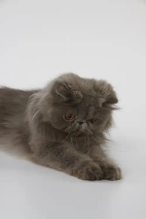 蓝色,波斯猫,俯视,抓住,白色背景,背景,抓