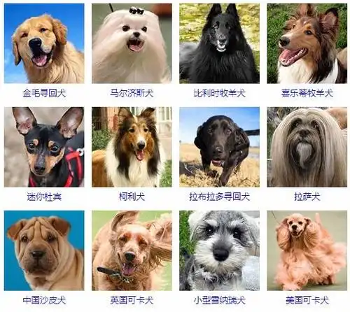 十大忠诚的狗排名-最忠诚的狗狗品种大全