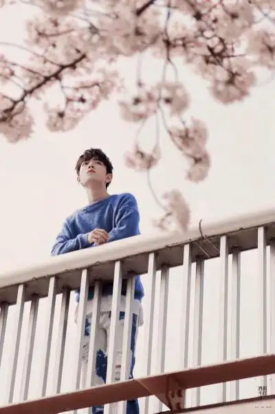 肖战–日系樱花照