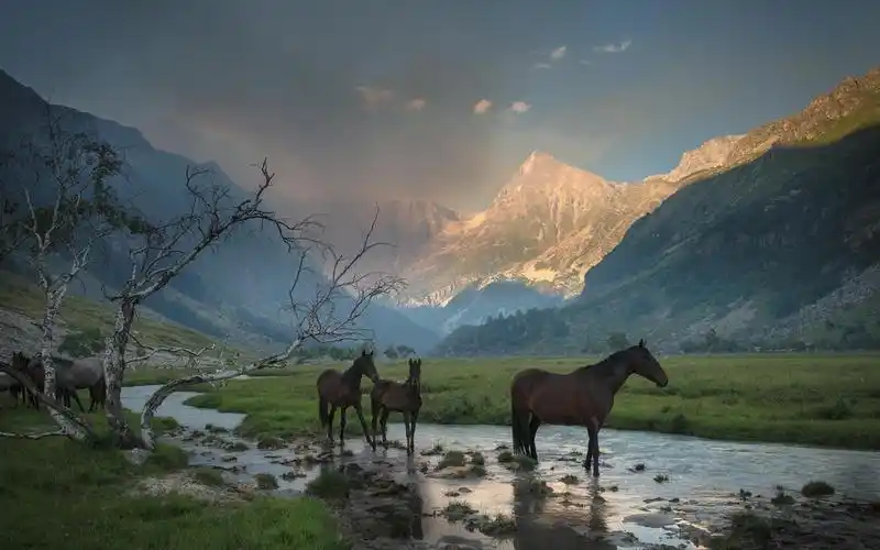 山,峡谷,雾,河流,草,马 壁纸 - 1680x1050