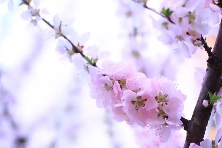 桃花,花朵,风景,花海,春天桃花壁纸图片