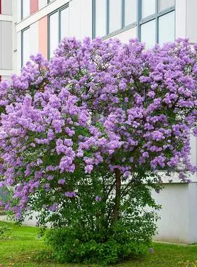 高档别墅大型紫色浓香室外丁香花苗