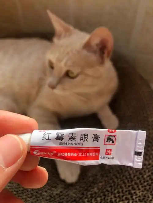 后来去楼下92店买了红霉素眼膏,用了三天,早晚各一次,真的好了,其实