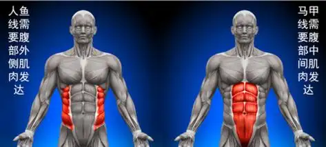 人鱼线是哪里,腹内外斜肌人鱼线是什么?图5