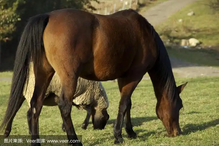 羊和马