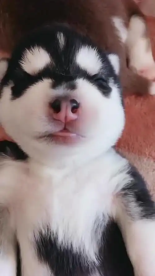 一个多月的小奶狗,嘴巴软萌软萌的,真是太可爱了