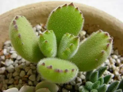 求点熊童子的种子或者苗上海今天遇到js一颗熊开我50块胸闷