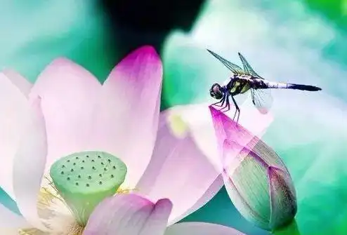 池塘边的风景线蜻蜓与荷花