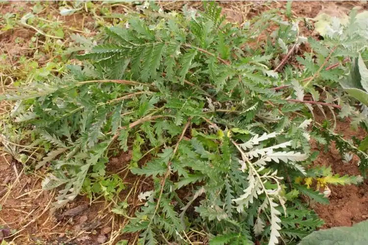 阐述翻白草降糖效果如何?