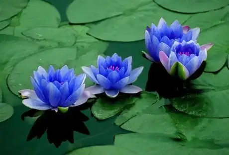 3大奇特莲花,很少有人全见过,第3种颜色金黄,是佛教"圣物"