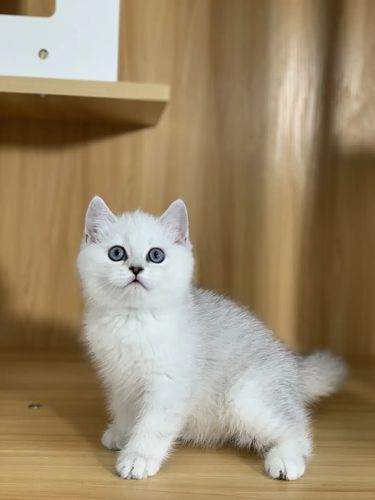 英短银点银渐层幼猫幼崽矮脚猫咪活物宠物猫活体金渐层猫宠物猫